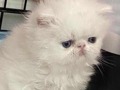 White Male With BLUE Eyes - Persian - Gallery Photo #1