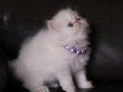 Avocado - Persian - Gallery Photo #1