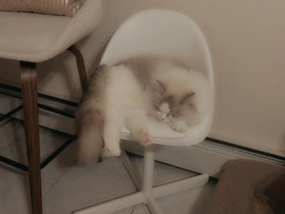 Stella - Siberian - Gallery Photo #1