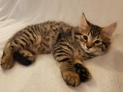 Buster - Domestic - Gallery Photo #1