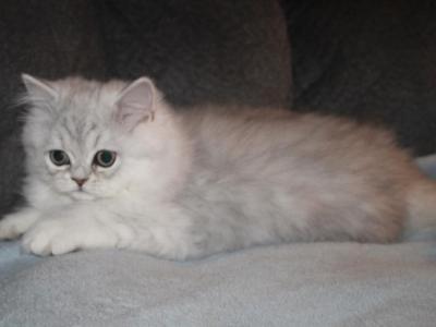 Oliver Shaded Silver Male Persian - Persian - Gallery Photo #1