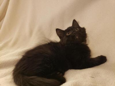 Dolly - Domestic - Gallery Photo #1