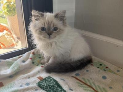 Gizmo - Himalayan - Gallery Photo #1