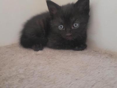 Domestic Black Kitten - American Shorthair - Gallery Photo #1