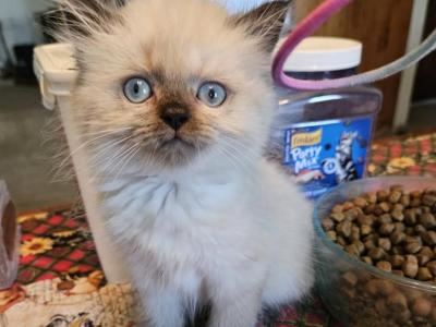 Seymour - Himalayan - Gallery Photo #1