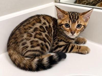Winnies Bengal Kittens - Bengal - Gallery Photo #1