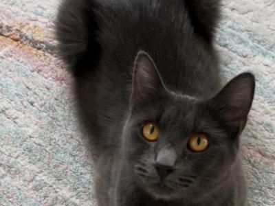 Wolfie - Nebelung - Gallery Photo #1