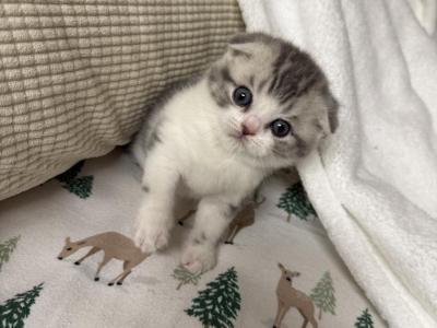 Snowball - Scottish Fold - Gallery Photo #1
