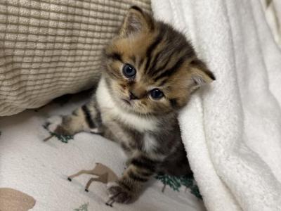 Tiger - Scottish Straight - Gallery Photo #1
