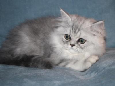 CFA Shaded Silver Male Persian Kitten - Persian - Gallery Photo #1