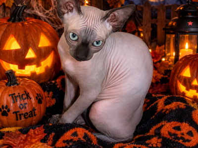 Sapphire - Sphynx - Gallery Photo #1