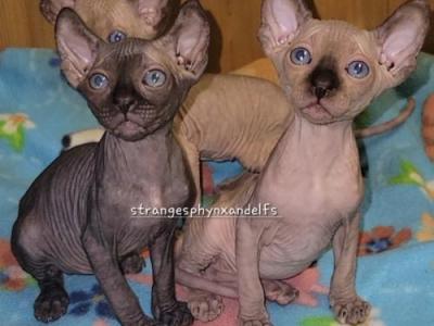 Sassy - Sphynx - Gallery Photo #1