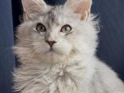 Oktavia - Maine Coon - Gallery Photo #1