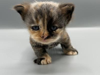 C3 - Siberian - Gallery Photo #1