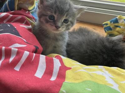 Moon - American Longhair - Gallery Photo #1