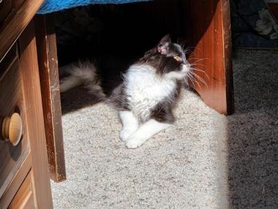 The Floof - Domestic - Gallery Photo #1