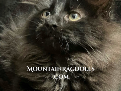 Black Mountain Ragdolls - Ragdoll - Gallery Photo #1