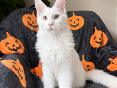 Xanti - Maine Coon - Gallery Photo #1