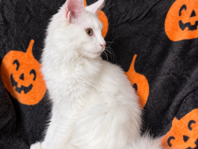 Xia - Maine Coon - Gallery Photo #1
