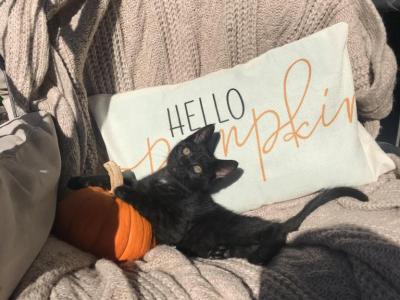 Pumpkin - Domestic - Gallery Photo #1