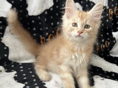 Boy V17 - Maine Coon - Gallery Photo #1