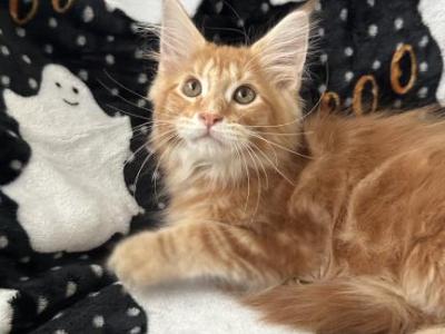 Boy V20 - Maine Coon - Gallery Photo #1