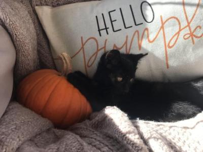 Autumn - Domestic - Gallery Photo #1