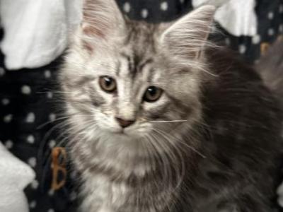 Girl V26 - Maine Coon - Gallery Photo #1