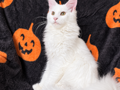 Xia - Maine Coon - Gallery Photo #1