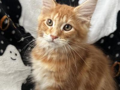 Boy V20 - Maine Coon - Gallery Photo #1