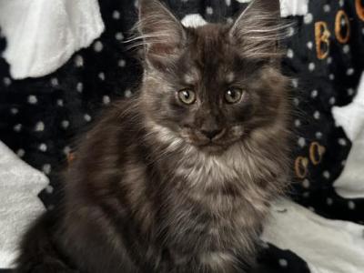 Girl V27 - Maine Coon - Gallery Photo #1