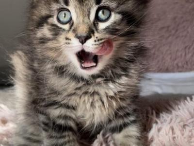 Fawn - Norwegian Forest - Gallery Photo #1