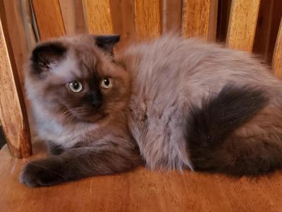Bellah - Scottish Fold - Gallery Photo #1