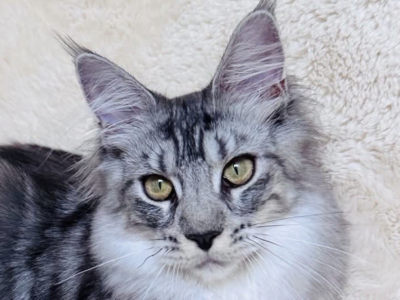 Irma - Maine Coon - Gallery Photo #1