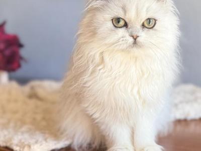 Sweet Pea - Persian - Gallery Photo #1