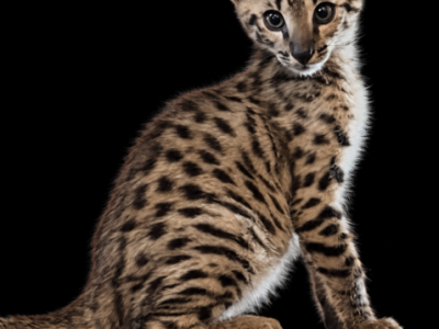 F2 Savannah Kittens - Savannah - Gallery Photo #1