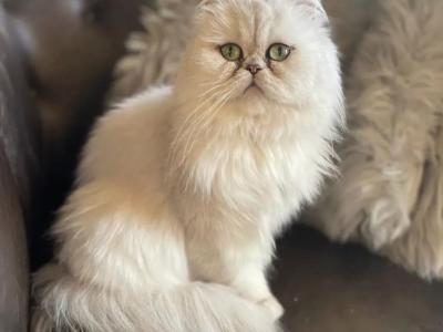 Alayah - Persian - Gallery Photo #1