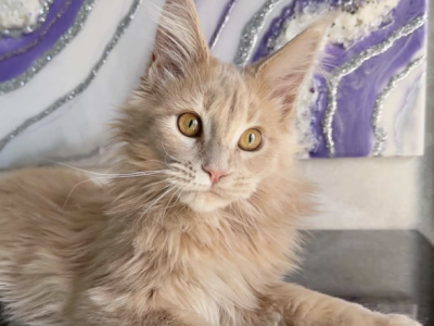 Rita - Maine Coon - Gallery Photo #1