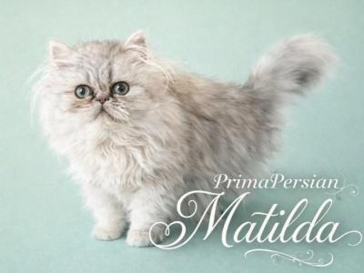Matilda - Persian - Gallery Photo #1