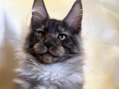 Rosman - Maine Coon - Gallery Photo #1