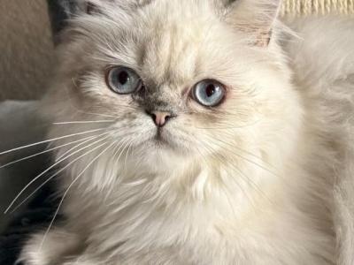 Kit - Himalayan - Gallery Photo #1