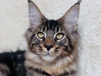 Ignor - Maine Coon - Gallery Photo #1