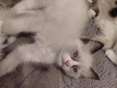Purrito - Ragdoll - Gallery Photo #1