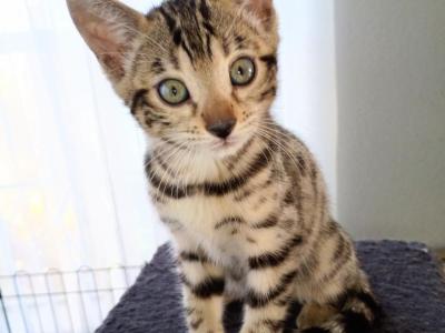 Amora - Bengal - Gallery Photo #1