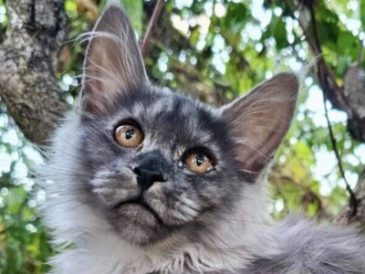 Frida - Maine Coon - Gallery Photo #1