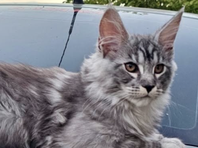 Forest - Maine Coon - Gallery Photo #1