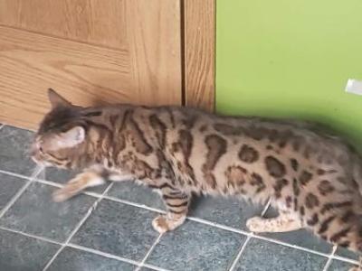 Male Bengal - Bengal - Gallery Photo #1