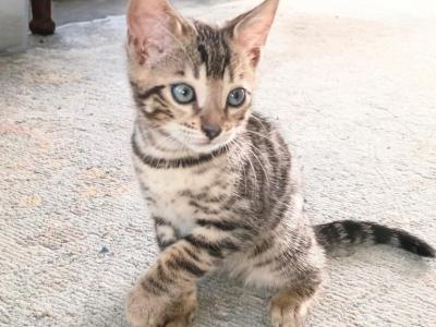 Diamond - Bengal - Gallery Photo #1