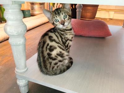 Archer - Bengal - Gallery Photo #1