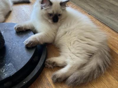 Sylvia - Ragdoll - Gallery Photo #1